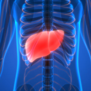 liver