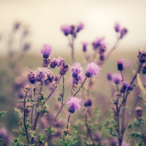 milk thistle