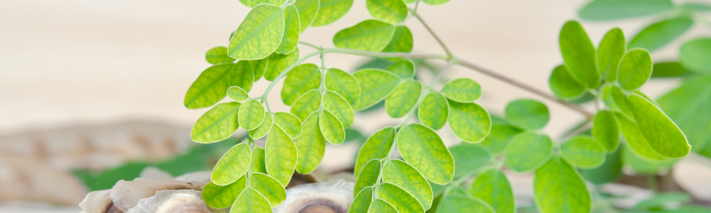 moringa