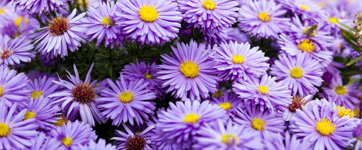 purple flowers