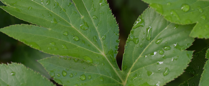 medicinal herbs