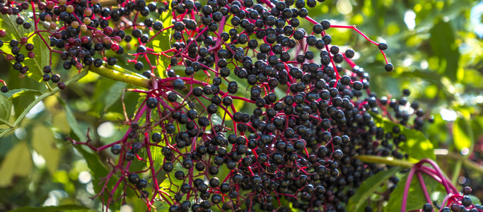 elderberry