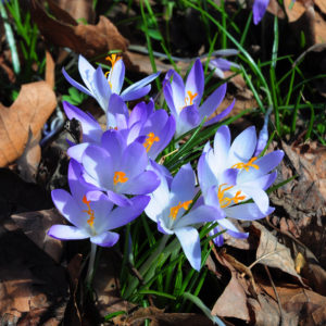 crocus flower