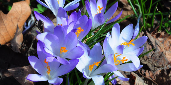 crocus flower