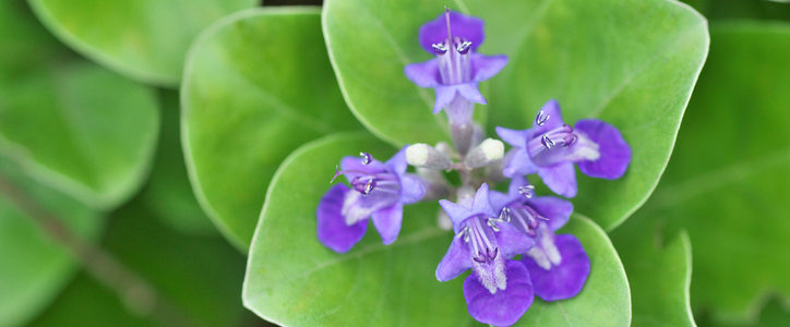 vital rotundifolia