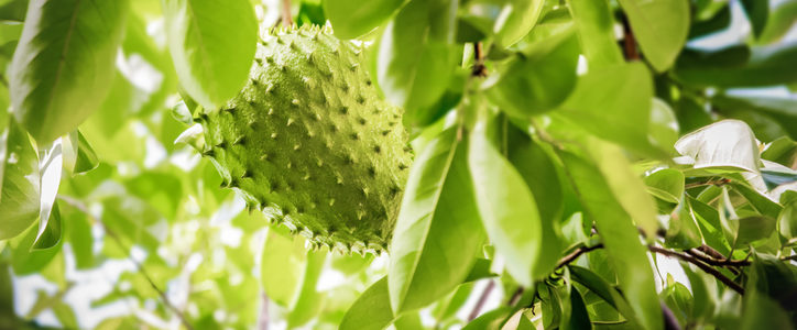 soursop fruit