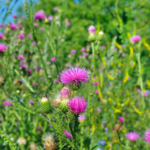 pink milk thistle flower