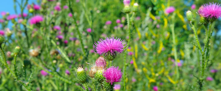 pink milk thistle flower