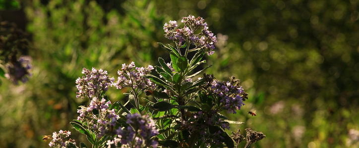 yerba santa shrubs