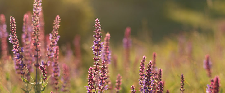 salvia blossom