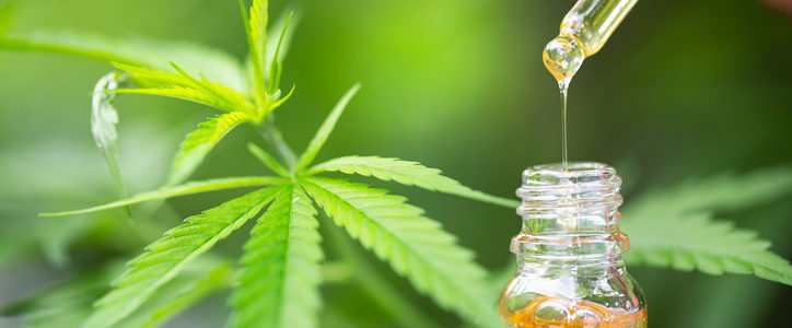 cannabis cbd oil