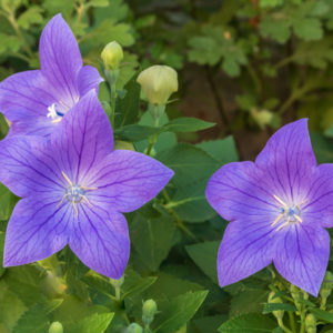 balloon flowers