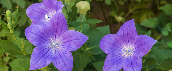 balloon flowers