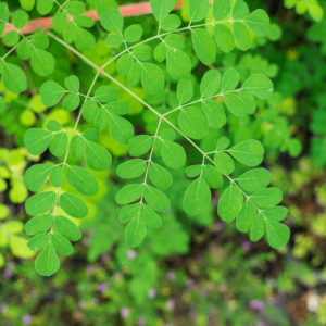 horseradish tree leaf