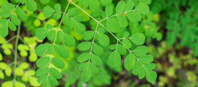 horseradish tree leaf