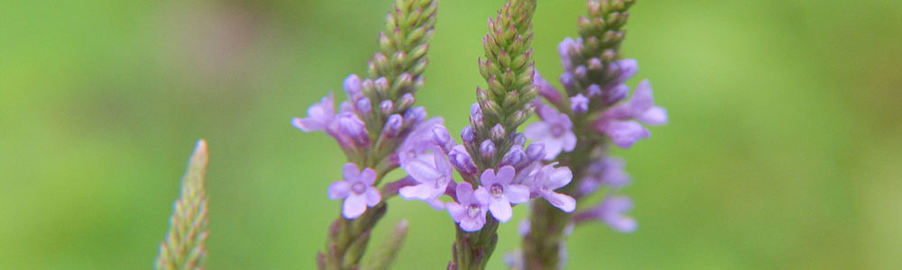 Purple Plant