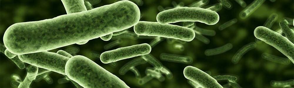 Photo of bacteria.