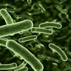 Photo of bacteria.